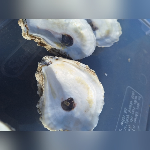 Oyster shells for crafts - 20pcs - Picture 3 of 3